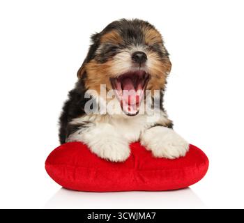 Un chiot Biewer Yorkie à fourrure noire, brune et blanche bâille tout en se reposant sur un oreiller rouge en forme de cœur sur un fond blanc. Banque D'Images