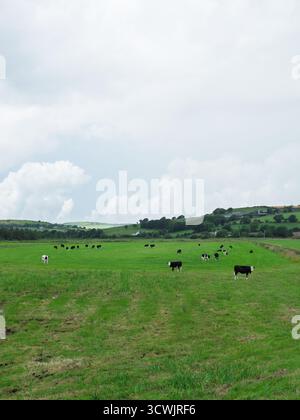 Troupeau de bovins répandu dans les pâturages herbeux. Un paysage rural avec du bétail de pâturage. Les vaches paissent dans un champ vert vibrant. Banque D'Images
