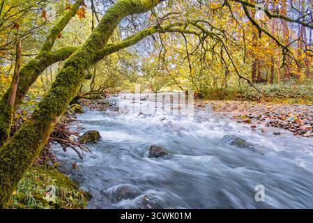 Touche d'automne : une rivière se précipite à travers une forêt, ses eaux sculptent un chemin à travers le paysage coloré. Banque D'Images
