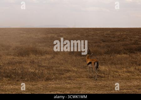 Une gazelle isolée se dresse dans le parc national du Serengeti, en Tanzanie, arpentant le paysage sec et herbeux. Banque D'Images
