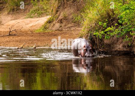 Un hippopotame se refroidit dans le parc national du Serengeti, en Tanzanie, tandis que deux oies égyptiennes se tiennent à proximité. Banque D'Images