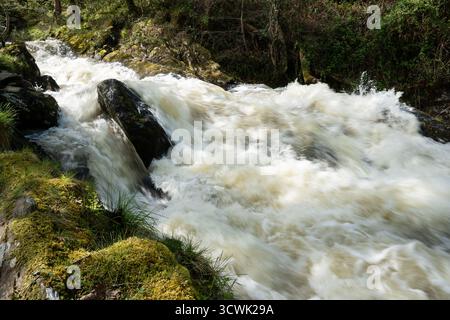 Un ruisseau à écoulement rapide coule en cascade sur des roches couvertes de mousse dans un cadre boisé Banque D'Images