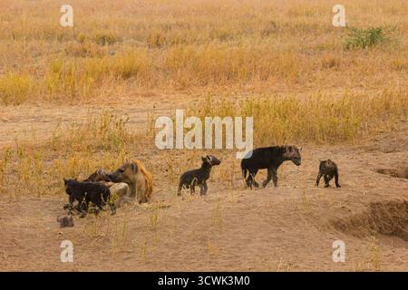Un clan de hyènes tachetées, y compris de jeunes oursons, sont vus dans leur habitat naturel dans le parc national du Serengeti, en Tanzanie. Banque D'Images