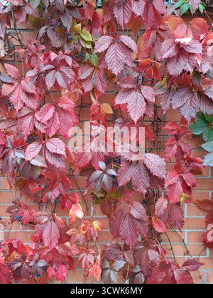 Automne - feuilles rouges, oranges, jaunes, violettes sur le crampon de Virginie. Gros plan. Prise de vue avec l'appareil photo d'un téléphone. Banque D'Images