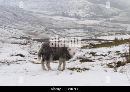 Moutons Herdwick pâturant dans le paysage hivernal enneigé de Lake District Fells Banque D'Images