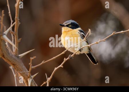 Pririt batis (Batis pririt) aussi Pririt puff-back flycatcher ou Pririt puffback, petit passereau petit oiseau stout mangeur d'insectes résidant dans le sud De L'A Banque D'Images