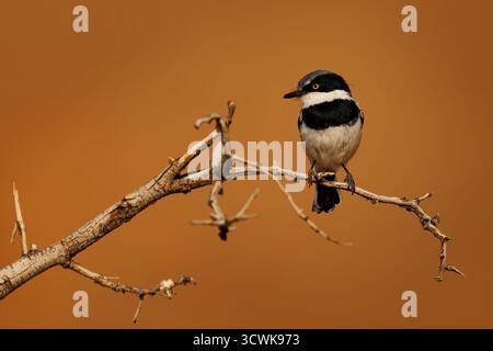Pririt batis (Batis pririt) aussi Pririt puff-back flycatcher ou Pririt puffback, petit passereau petit oiseau stout mangeur d'insectes résidant dans le sud De L'A Banque D'Images