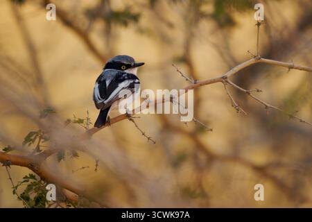 Pririt batis (Batis pririt) aussi Pririt puff-back flycatcher ou Pririt puffback, petit passereau petit oiseau stout mangeur d'insectes résidant dans le sud De L'A Banque D'Images