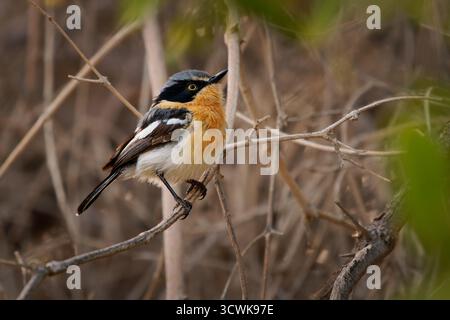 Pririt batis (Batis pririt) aussi Pririt puff-back flycatcher ou Pririt puffback, petit passereau petit oiseau stout mangeur d'insectes résidant dans le sud De L'A Banque D'Images