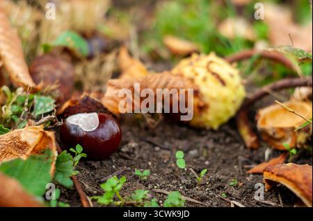 Un châtaignier (Aesculus hippocastanum) brillant est tombé sur le sol parmi les feuilles d'automne, capturé en plein jour avec une faible profondeur de champ. Banque D'Images