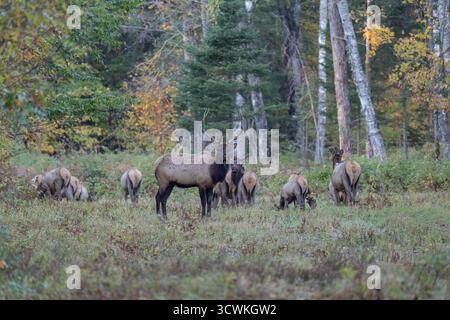 Bull et son harem un matin d'octobre dans la région de Clam Lake dans le nord du Wisconsin. Banque D'Images