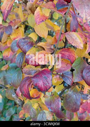 Automne - feuilles violettes et rouges et les dernières baies sur un cotoneaster brillant. Prise de vue avec l'appareil photo d'un téléphone Banque D'Images