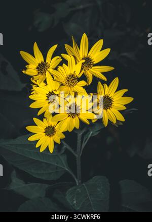 Tournesols jaune vif regroupés dans un fond sombre, superbe arrangement floral de soleil Banque D'Images