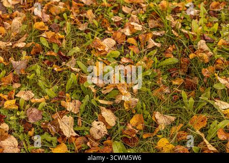 Motif d'automne avec des feuilles d'érable jaunes couchées sur le sol. Le sol est couvert de feuilles jaunes, tombant des arbres Banque D'Images