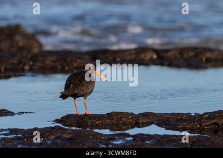 Soty Oyster Catcher se nourrit sur un affleurement rocheux le long du littoral de la côte de Nouvelle-Galles du Sud. Banque D'Images