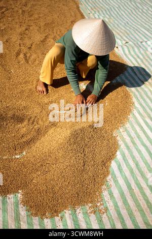 Un agriculteur vietnamien étale du riz pour le sécher au soleil, mettant en valeur les pratiques agricoles traditionnelles au Vietnam pendant la saison des récoltes. Banque D'Images