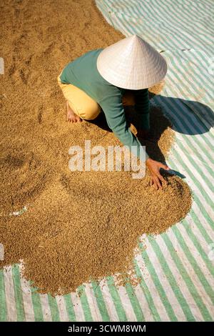 Un agriculteur vietnamien étale du riz pour le sécher au soleil, mettant en valeur les pratiques agricoles traditionnelles au Vietnam pendant la saison des récoltes. Banque D'Images