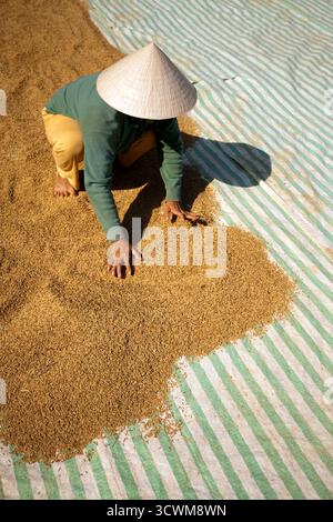 Un agriculteur vietnamien étale du riz pour le sécher au soleil, mettant en valeur les pratiques agricoles traditionnelles au Vietnam pendant la saison des récoltes. Banque D'Images