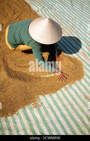 Un agriculteur vietnamien étale du riz pour le sécher au soleil, mettant en valeur les pratiques agricoles traditionnelles au Vietnam pendant la saison des récoltes. Banque D'Images