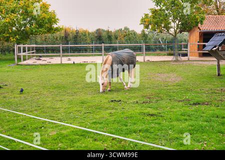 Cheval Palomino portant une couverture protectrice pâturant paisiblement sur un pâturage vert luxuriant dans le Paddock rural d'automne avec enceinte clôturée Banque D'Images