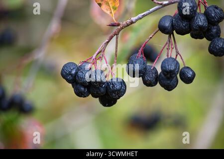 Séchage de chokeberries mûres bleu foncé suspendues sur des tiges rouges vives, placées sur un fond vert doux. Idéal pour la nature, la récolte, l'automne, la nourriture, et il Banque D'Images