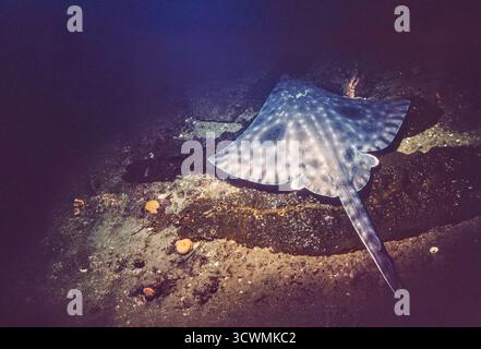 Cette photographie sous-marine montre un grand patin mâle, Raja binoculata, reposant sur le fond sablonneux au large de l'île Hornby, Colombie-Britannique, Canada. Le grand s Banque D'Images