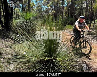 Cycliste sur la piste cyclable Munda Biddi près de Jarrahdale, Australie occidentale. Non M. Banque D'Images