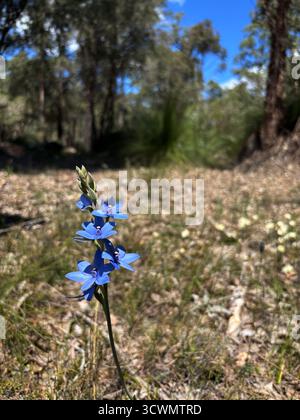 Orchidée dame bleue (Thelymitra crinita), fleurs sauvages printanières sur la piste cyclable Munda Biddi près de Jarrahdale, Australie occidentale Banque D'Images