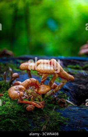 Grappe de champignons sauvages poussant sur une bûche couverte de mousse dans la forêt verte luxuriante Banque D'Images