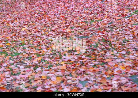 Un tapis de feuilles rouges et oranges recouvre le sol. La couche d'automne forme une texture douce et colorée. Banque D'Images