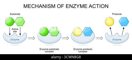 Mécanisme d'action enzymatique. Enzyme avec site actif, substrat et produits. Illustration vectorielle Illustration de Vecteur