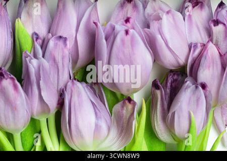 Gros plan détaillé de tulipes violettes avec des pétales lisses, mettant en évidence leur couleur et leur texture riches. Idéal pour les papiers peints, les dessins imprimés et les concepts botaniques. Banque D'Images
