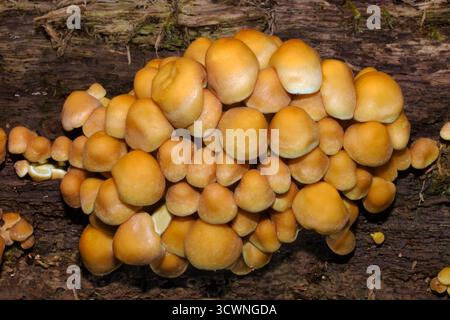 Hypholoma fasciculare (touffe de soufre) est un champignon commun des bois. Espèce saprophagique qui pousse en gros amas sur des troncs d'arbres morts ou pourris. Banque D'Images