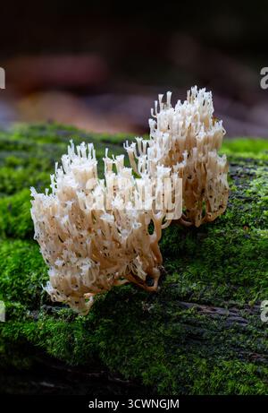 Champignon corallien à bout de couronne Banque D'Images