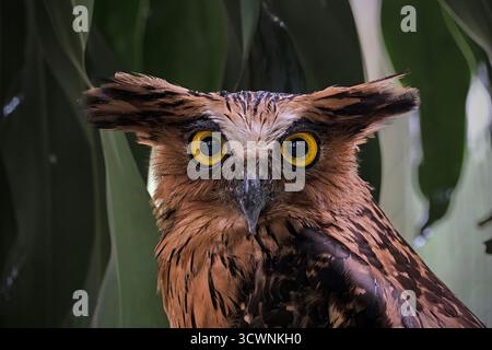 Cet oiseau frappant est un Buffy Fish Owl Banque D'Images