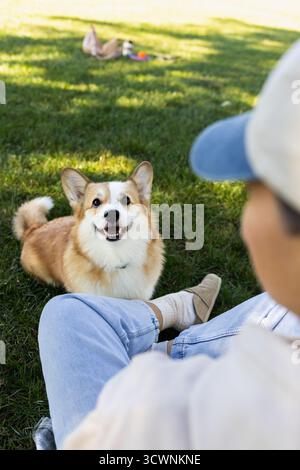 chien corgi mignon regardant la caméra assis sur l'herbe Banque D'Images
