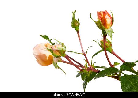 Roses orange isolated on white Banque D'Images