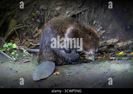 Castor européen (fibre de ricin) se grattant tout en étant assis sur un banc boueux dans un habitat naturel sauvage Banque D'Images