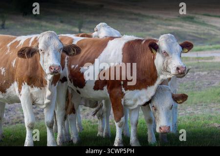 groupe de vaches brunes et blanches broutant sur une pelouse verte luxuriante, paysage rural paisible avec du bétail dans un cadre naturel de campagne. Banque D'Images