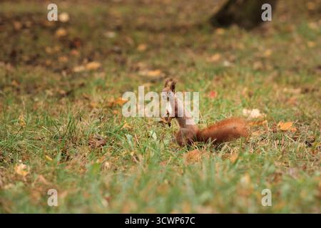 Écureuil rouge debout alerte sur l'herbe d'automne, scène naturelle de la faune avec des tons chauds et un fond doux. Banque D'Images