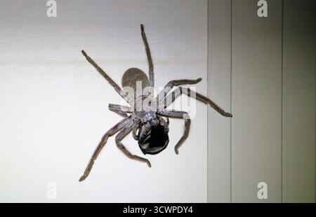 Leishmann's Huntsman Spider (Isopeda leishmanni) mangeant des coléoptères la nuit, Australie méridionale Banque D'Images