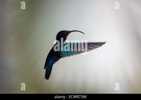 Vue d’un colibri aux plumes vertes et bleues irisées, son long bec courbé vers le bas, suspendu en plein air sur un fond légèrement flou, Banque D'Images