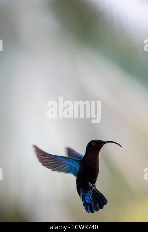 Vue d'un colibri vibrant aux plumes bleues et vertes irisées planant dans les airs sur un fond doux et flou, mettant en valeur sa beauté délicate, la Martinique. Banque D'Images