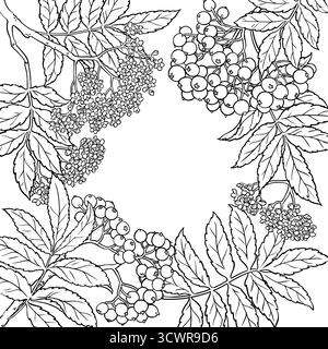 Branche de Rowan avec cadre de contour des baies. Illustration de Vecteur
