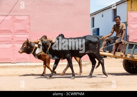 Miandrivazo, Madagascar - 11 octobre 2025 : des bœufs de zébu tirant une charrette en bois avec des habitants dans les rues de Miandrivazo, dans la région de Menabe. Banque D'Images