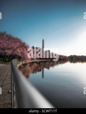 Vue de cerisiers en fleurs éclatant de teintes roses vibrantes encadrant les eaux calmes reflétant le monument stoïque contre le ciel clair, Washington, DC, États-Unis. Banque D'Images