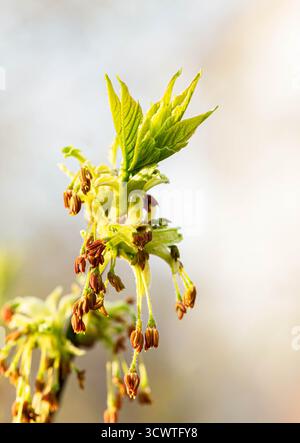 Image verticale d'un arbre qui fleurit à la lumière naturelle du soleil. Gros plan sur de douces feuilles de printemps vertes et délicates fleurs d'érable à feuilles de frêne Banque D'Images