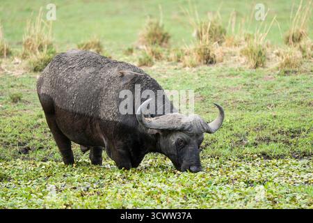 Buffle africain (Syncerus caffer), pâturant dans les zones humides. Se tient genou profond dans l'eau mangeant plan de l'eau. Parc national du Bas-Zambèze, Zambie, Afrique Banque D'Images