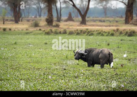 Buffalo africain (Syncerus caffer), errant dans les marais, zone humide suivie de deux oiseaux aigrettes blanches. Parc national du Bas-Zambèze, Zambie, Afrique Banque D'Images