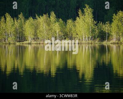 Paysage naturel serein avec un lac calme avec un reflet parfait des bouleaux verts le long du rivage. Banque D'Images